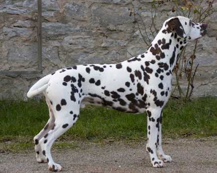 Bobby Brown vom Hause Fiedanu | Dalmatian 