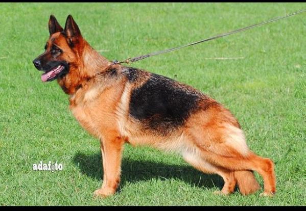 Marta di Positano | German Shepherd Dog 