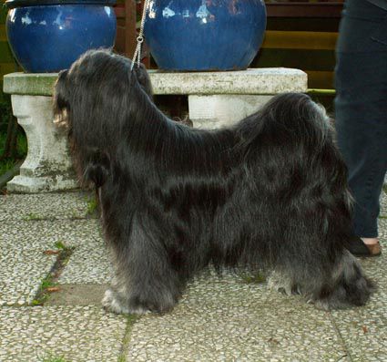 MO-MO OF SJO-WHO-SJI-BIB | Tibetan Terrier 