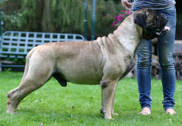 Bullstock's Rocky Mountain Man | Bullmastiff 