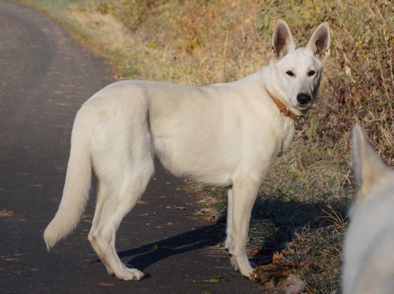 AMBER - bei Kathinka's | White Swiss Shepherd Dog 