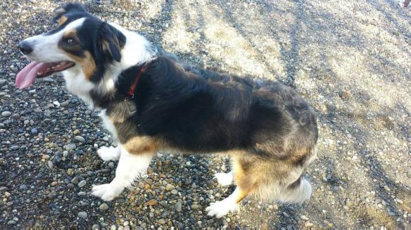 Whispery Willow Katie | Border Collie 