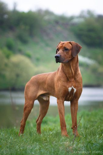 Milan | Rhodesian Ridgeback 