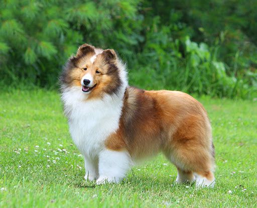 Belmark InStyle | Shetland Sheepdog 