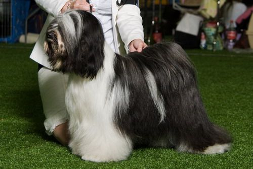 BARNSTORM DZINE BEST OF BOTH WORLDS FOR FALAMANDUS | Tibetan Terrier 