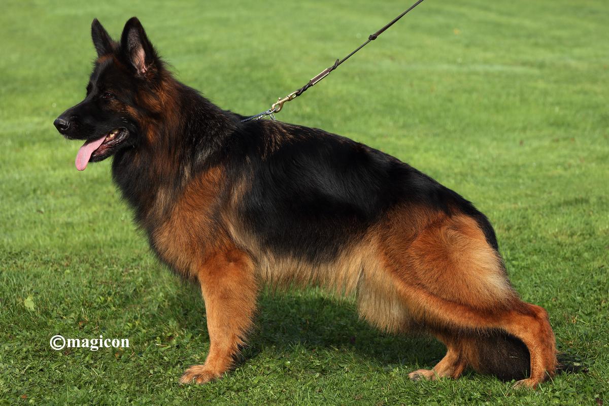 Emma Squadra Silvlacus | German Shepherd Dog 