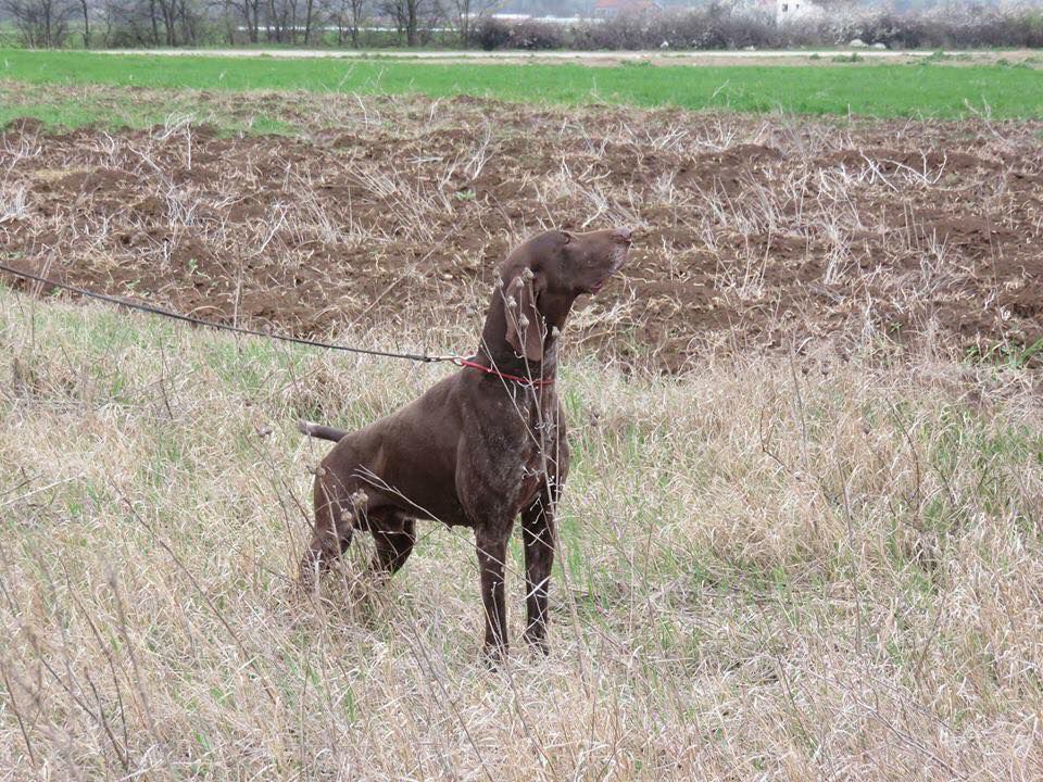 Idolo Del Cakic | German Shorthaired Pointer 