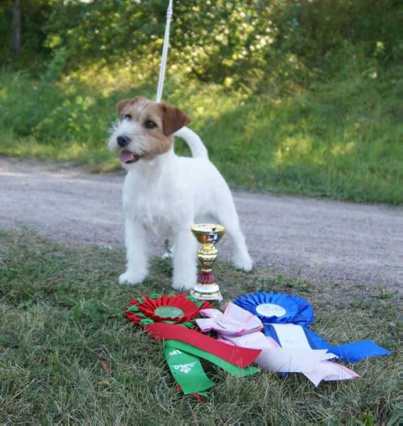 Knotteliten's Let's Mingle I'm Single | Jack Russell Terrier 