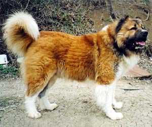 Deik | Caucasian Mountain Dog 