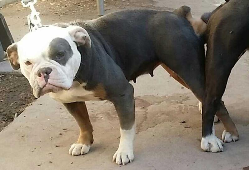 Bahala Na's Dimes Diamond | Olde English Bulldogge 