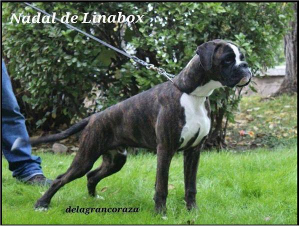 Nadal de Linabox | Boxer 