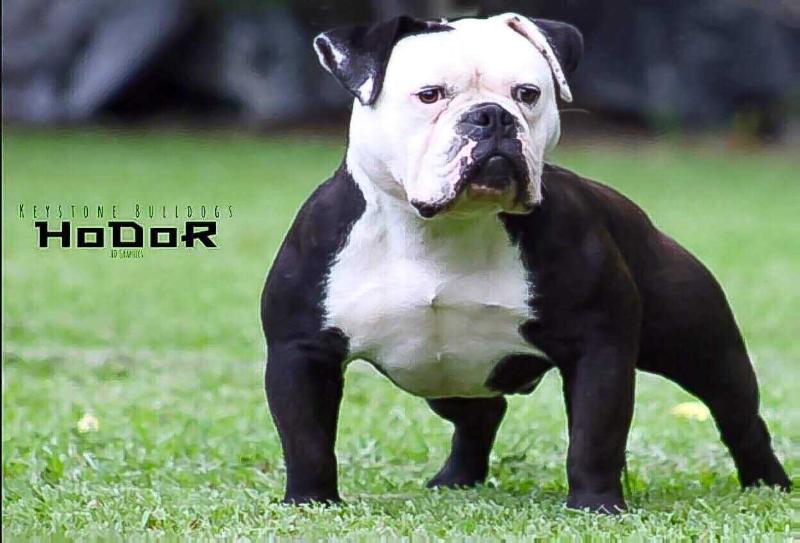 Keystone Bulldogs Hodor | Olde English Bulldogge 