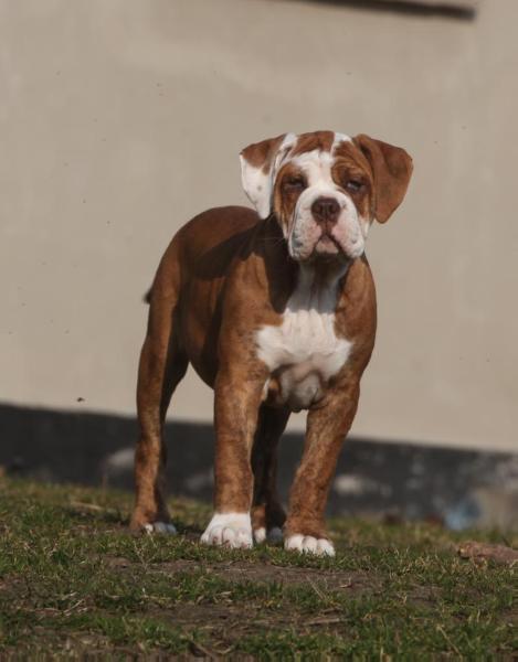 Ostergaard's Femmeren | Olde English Bulldogge 