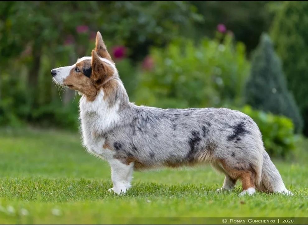 SUN STYLE OFELIYA | Cardigan Welsh Corgi 