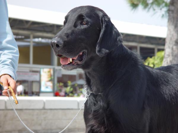 Ansar de Branosera | Flat-Coated Retriever 