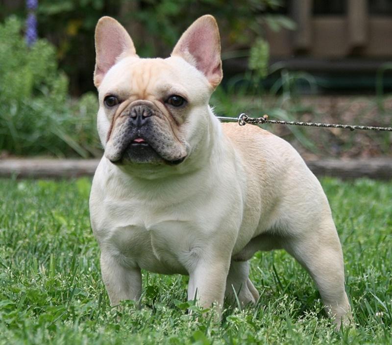 Must Be Mobulls Smokin Hot Samson | French Bulldog 