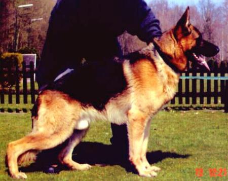 Fedor vom Quendorfer See | German Shepherd Dog 
