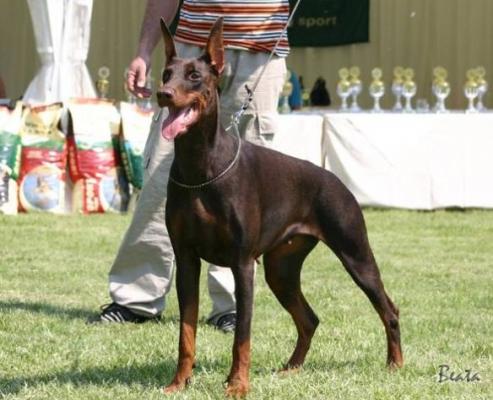 Elkann d'Islamorada | Brown Doberman Pinscher