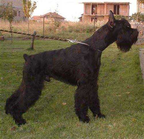 DARK DIAMOND GAME BOY | Giant Schnauzer 