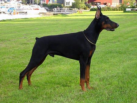 Smart Wood Hills Norfolk | Black Doberman Pinscher