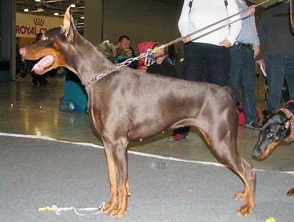 Smart Wood Hills Normandia | Black Doberman Pinscher