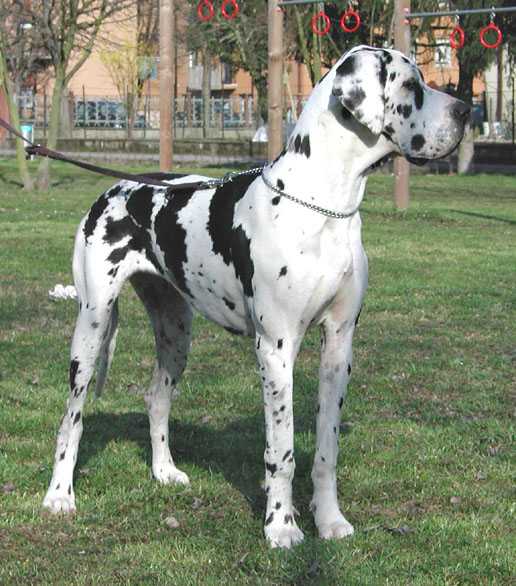 Tsunami Du Domaine De L'Ange Noir | Great Dane 