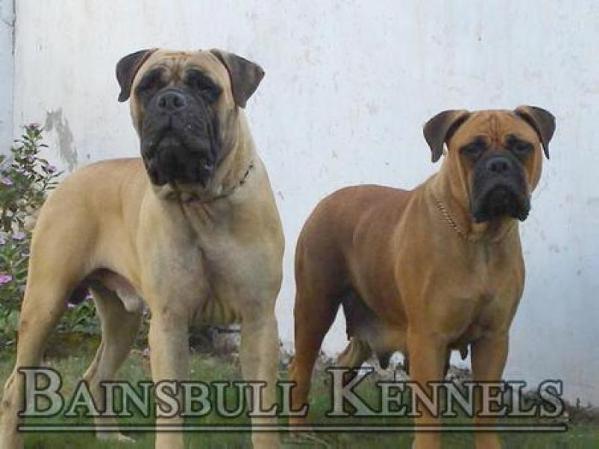 Butterscotch of Bains | Bullmastiff 