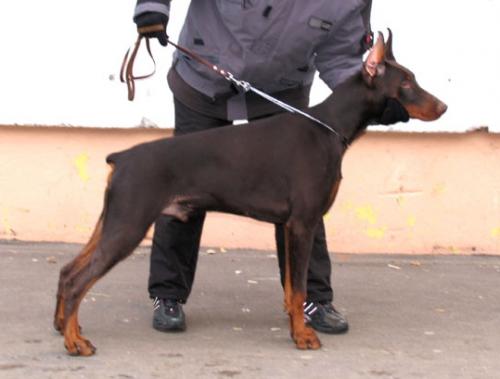 Macho Maron iz Zvezdnyh vrat | Brown Doberman Pinscher