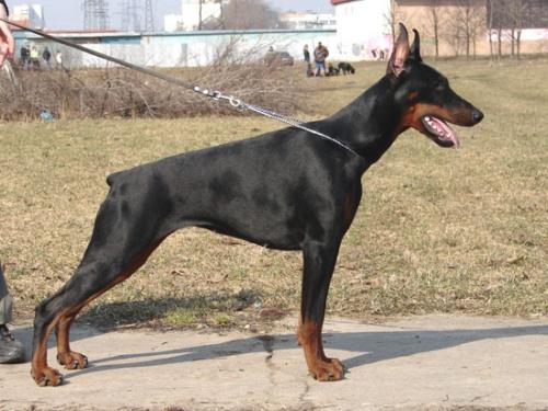 Martisha iz Zvezdnyh vrat | Black Doberman Pinscher