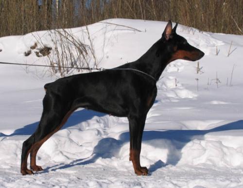 Mirabella iz Zvezdnyh vrat | Black Doberman Pinscher