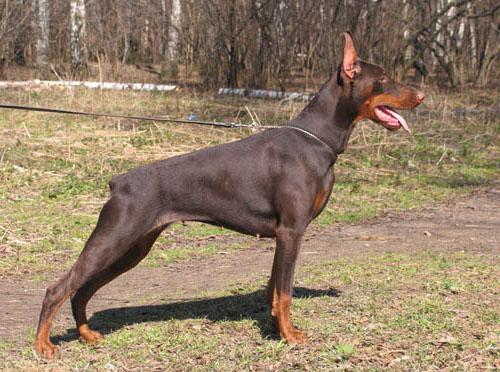 Meggy May iz Zvezdnyh vrat | Brown Doberman Pinscher