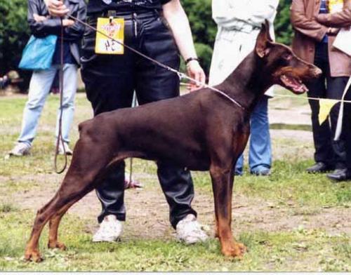 Viola Venuta iz Zvezdnyh Vrat | Brown Doberman Pinscher