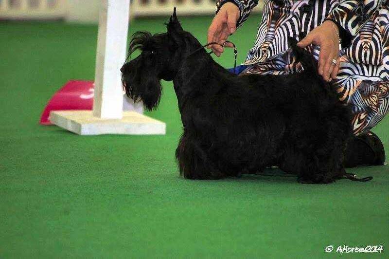 TY CHAS SKOT Her Royal Highness Kate | Scottish Terrier 