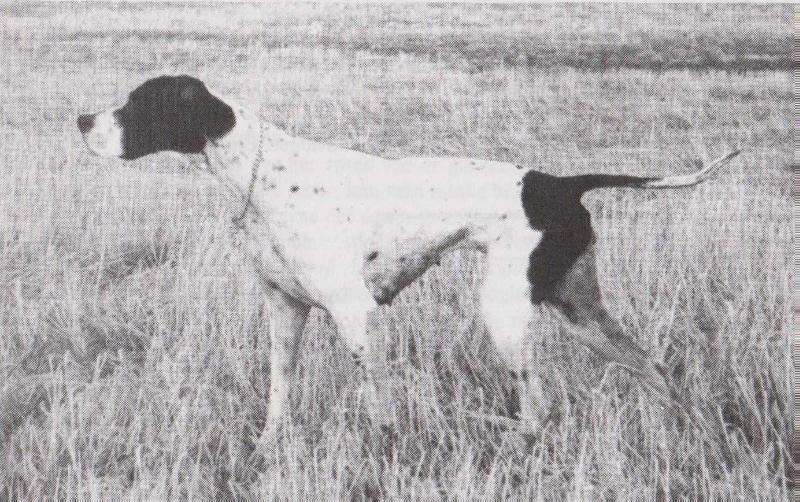 BOGA SHEILA | Pointer 