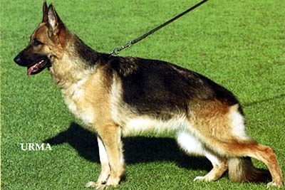 Heike vom Liemker Krug | German Shepherd Dog 