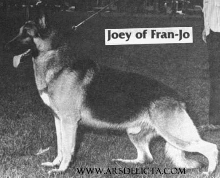 Joey of Fran-Jo | German Shepherd Dog 