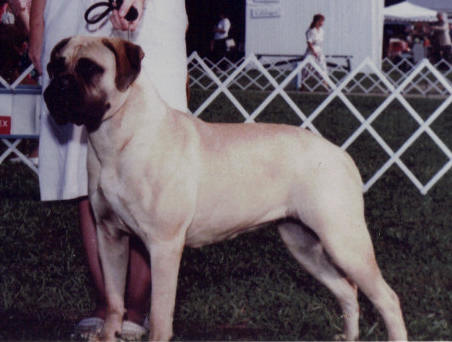 Cadance Rita My Lips of Key Por | Bullmastiff 