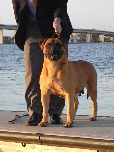 BECKJARS HAYIMS JET SET | Bullmastiff 