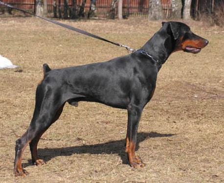 Izmir iz Zvezdnyh Vrat | Black Doberman Pinscher