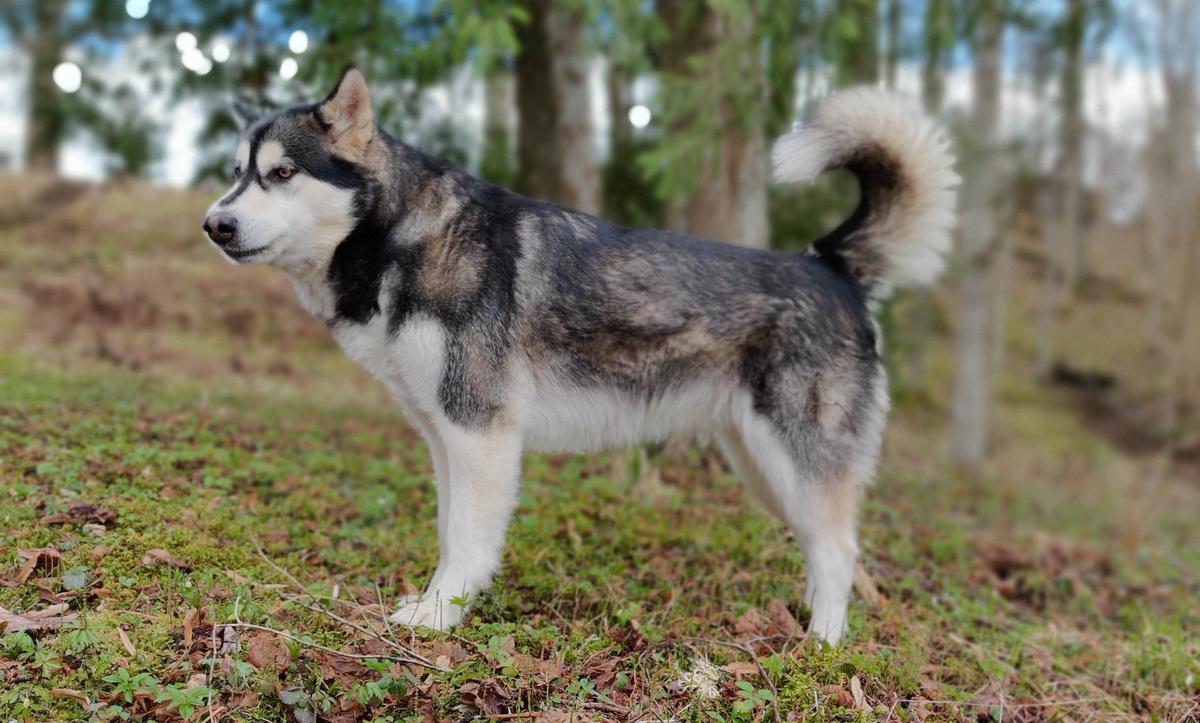 Kuuksaare Yuko | Alaskan Malamute 