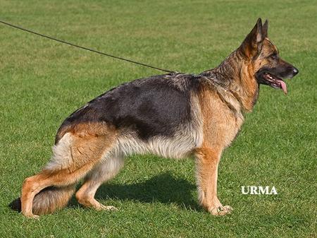 July von Beluga | German Shepherd Dog 