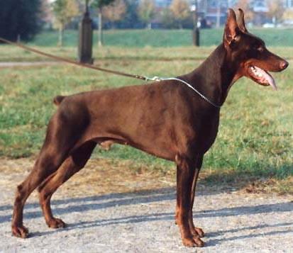 S'Lichobor Fortunato | Brown Doberman Pinscher