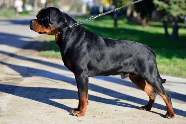 dzomba von haus drazic | Rottweiler 