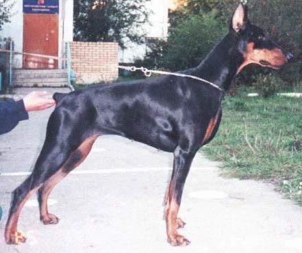 Latona iz Zoosfery | Black Doberman Pinscher