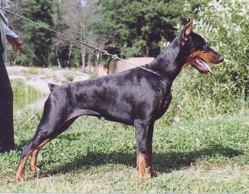 Demi Di iz Zvezdnyh Vrat | Black Doberman Pinscher