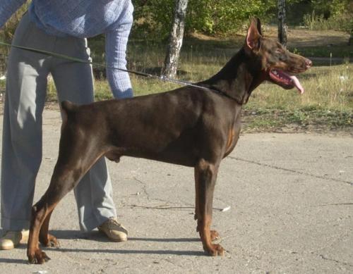 Kleon iz Zvezdnyh Vrat | Brown Doberman Pinscher