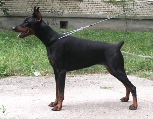 Kyara Kalina iz Zvezdnyh Vrat | Black Doberman Pinscher