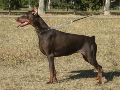 Kola Kolomba iz Zvezdnyh Vrat | Brown Doberman Pinscher