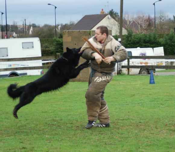 Rex du Champ Boulet | Belgian Groenendael 