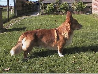 Elmo The Dog's Cabaret | Cardigan Welsh Corgi 